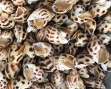 Hình bước làm 1 của món Ốc hương rang muối - cay cay mặn mặn - mồi nhậu