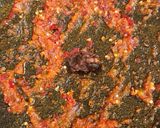 Foto langkah ke 6 dari resep Sup Bening Labu Parang + Sambal Bawang.