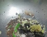 A picture of step 4 of Masoor Dal Tadka.