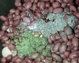 A picture of step 5 of Red Kidney Beans Salad 🥗.