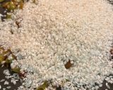 Foto del paso 2 de la receta: Meloso de arroz con alcachofas