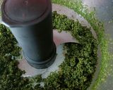 Une image de l'étape 2 de 🌱Pesto aux Fanes de carotte (antigaspi).