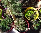 Foto del paso 2 de la receta: Berenjena al rescoldo, con yuyitos de la huerta