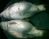 Foto langkah ke 1 dari resep Pesmol ikan mas.