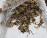 Foto langkah ke 1 dari resep Tumis kerang pedas.