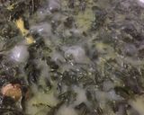 Foto langkah ke 3 dari resep Gulai Daun Singkong.