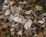 Foto langkah ke 4 dari resep Nasi Goreng Kecap Kids Friendly #623.