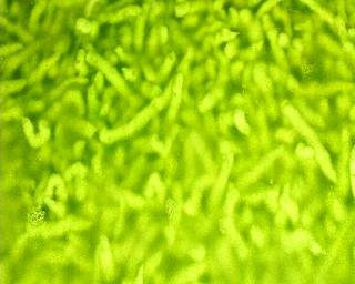 Cendol Kelor (Enak dan Sehat) - Step 3