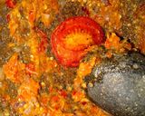 Foto langkah ke 2 dari resep Sambel Baby Cumi Ala DapurPiaHania.