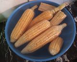 A picture of step 1 of Boil Corn On The Cob.
