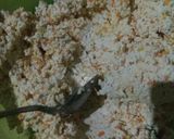 Foto langkah ke 2 dari resep Rolade Tahu Sosis.