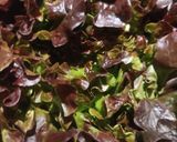 Foto del paso 1 de la receta: Ensalada hoja de roble