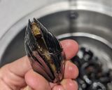 A picture of step 1 of Mussels for quick lunch (w/ white wine, chilli + parsley).