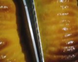 Foto langkah ke 8 dari resep Roti sisir mentega.