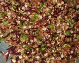 A picture of step 4 of Veg oats parantha.