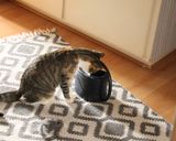 Foto del paso 3 de la receta: Sopa contundente a la Mafalda, de día tormentoso
