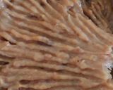 A picture of step 4 of Simple Date cookies.