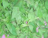 Foto langkah ke 3 dari resep Tumis buncis ati ampela daun kemangi.