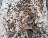 Foto del paso 3 de la receta: Coquitos de anís (súper crocantes)