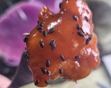 Foto del paso 4 de la receta: DAKGANGJEONG (pollo agridulce Coreano)