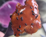 Foto del paso 4 de la receta: DAKGANGJEONG (pollo agridulce Coreano)