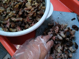 Krengsengan Kepala Kambing
