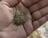 चावल की पिन्नी रेसिपी चरण 5 फोटो