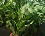 Foto langkah ke 1 dari resep Bobor daun pepaya jepang.
