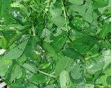 A picture of step 2 of Paneer Methi Chaman.