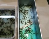 Foto langkah ke 10 dari resep Nutrijel 2 lapis anti ribet.