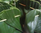 Foto langkah ke 4 dari resep Carang Gesing Pisang Kepok (Pistuban/Barongko).