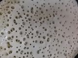 غريف القرعة (بغرير) خفيف سريع و لذيذ جداً