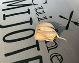 Une image de l'étape 3 de Écrasée gratinée de pommes de terre à l'ail, crème et emmental.