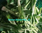 Foto langkah ke 1 dari resep Tumis Kangkung Belacan ala Pawon Bunda Pas_Ki.