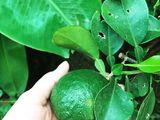~ส้มฉุน~