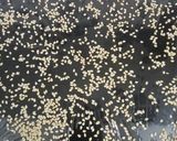 A picture of step 8 of Sunflower Seeds Healthy BITES.