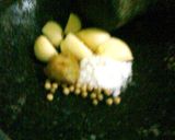 Foto langkah ke 1 dari resep SWIEKE AYAM.