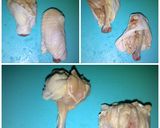 Foto langkah ke 2 dari resep AYAM PENTUL.