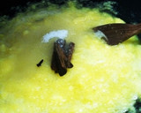 Foto langkah ke 4 dari resep NASTAR TANPA TELUR.