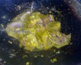 Foto langkah ke 5 dari resep AYAM REBUS KUNYIT-LENGKUAS.