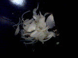 TUMIS BOLA AYAM