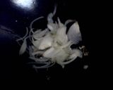 Foto langkah ke 4 dari resep TUMIS BOLA AYAM.