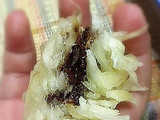 Ancemon ChocTure