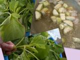 sayur bayam gambas