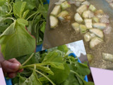 sayur bayam gambas