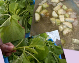 Foto langkah ke 1 dari resep sayur bayam gambas.