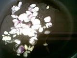 SALAD COMIE