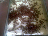 Choco Bread Puding