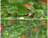 Foto langkah ke 2 dari resep TUMIS DAUN LABU.