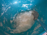 Homemade Cireng
